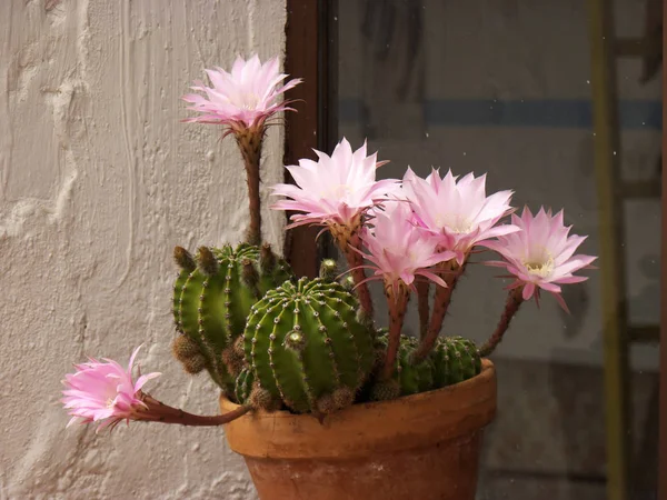 Kaktus Doniczki Różowe Kwiaty Oknie — Zdjęcie stockowe