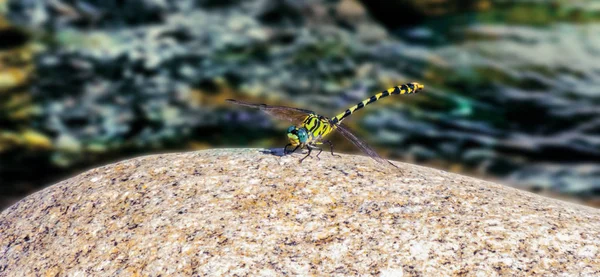 蜻蜓在河中的花岗岩石 黄色和黑色蜻蜓 — 图库照片