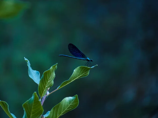 Голубая Стрекоза Зеленой Ветке Калоптерикс Девственный — стоковое фото