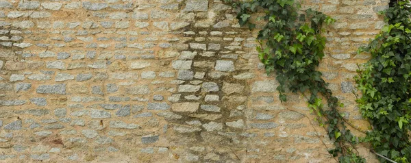 Old stone wall with creeper plant — Stock Photo, Image