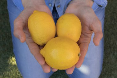 Mavi arka planlı limon sunan insan elleri