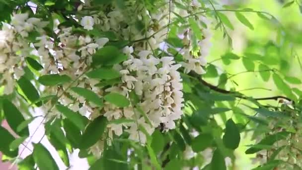 Primo Piano Ape Che Impollina Fiori Bianchi Della Pseudoacacia Robinia — Video Stock