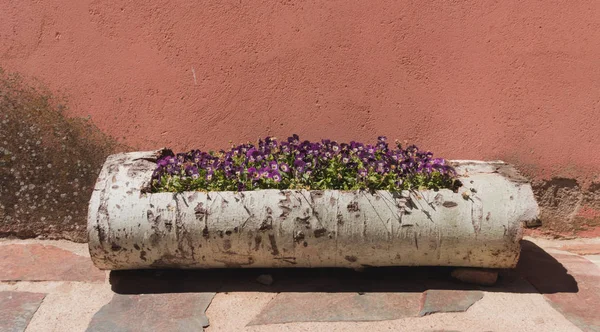 Ahşap bir gövde üzerinde mor pansies Saksı
