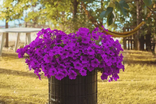 Paarse Petunia in een ijzeren pot — Stockfoto