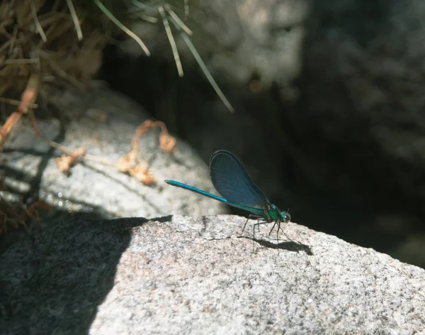 Голубая стрекоза на камне, освещенная лучом солнца — стоковое фото