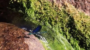 Bir taşın üzerinde mavi yusufçuk, bir şelalenin yanında. Sierra de Gredos, İspanya