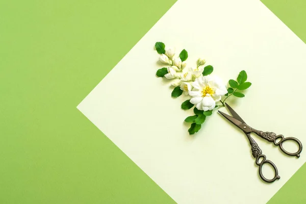 ツートン カラーの緑の背景の上に花瓶として白い花とビンテージのはさみの元の組成 最小限のスタイル 夏気分のコンセプト — ストック写真