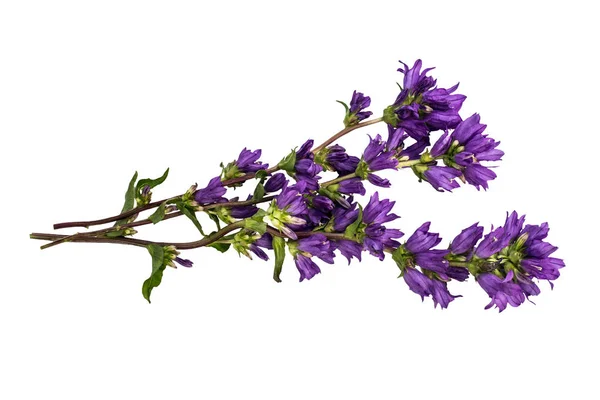 Campanula Glomerata Известный Общим Названием Кластерный Колокольчик Кровь Датчанина Выделенная — стоковое фото