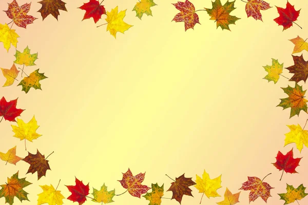 Autumn maple leaves with variety of bright colors on gradient background. Features of autumn color maple leaves. Colorful autumn background. Flat lay. Minimal style