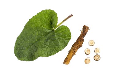 Leaf, root and pieces of burdock root (Arctium lappa) isolated on white. Medicinal herb burdock used to treat and care for hair