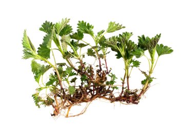 Young spring nettle (Urtica dioica) with roots isolated on white. Medicinal plant used in herbal medicine, cooking and tissue production