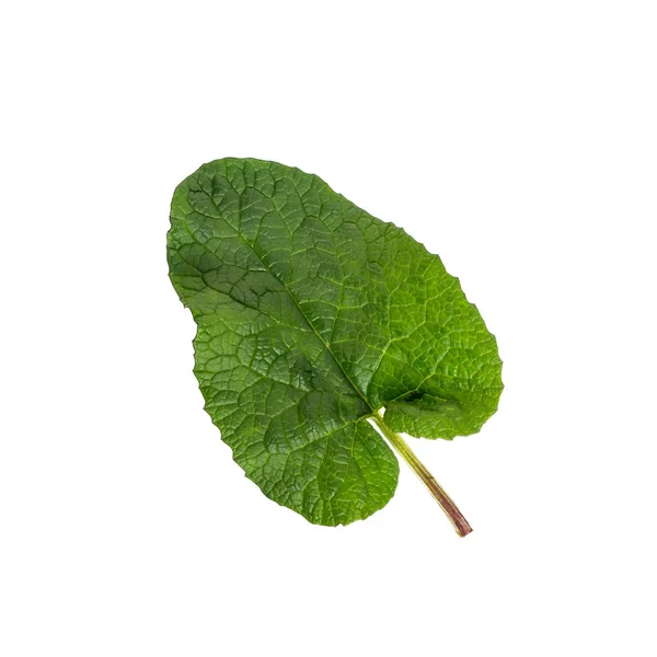 Burdock Leaf Arctium Lappa Isolated White Medicinal Plant Burdock Used — Stock Photo, Image