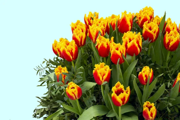 Nagy világos tulipán csokor — Stock Fotó