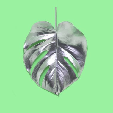 Gümüş yaprak Monstera 