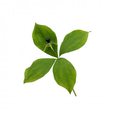 Paris quadrifolia bitki beyaz izole 