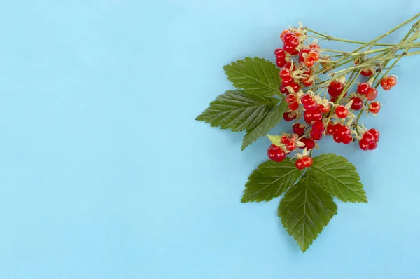 Planta medicinal zarza de piedra (Rubus saxatilis ) —  Fotos de Stock