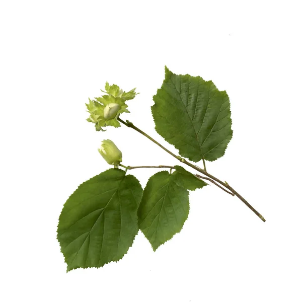 Unripe hazelnuts (Corylus avellana or common hazel) isolated on — Stock Photo, Image