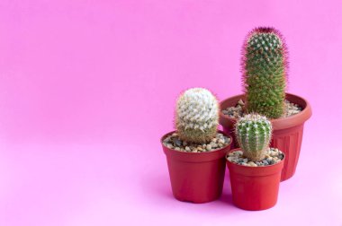 Homemade cacti on pink background  clipart