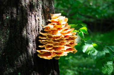Ormanların yengeci, sülfür poliporu, sülfür rafı ya da güneşli bir günde ağaçların tavuğu. Latince adı Laetiporus sulphureus. Parantez mantarı (ağaçta yetişen mantar) türüdür. Yumuşak odak 