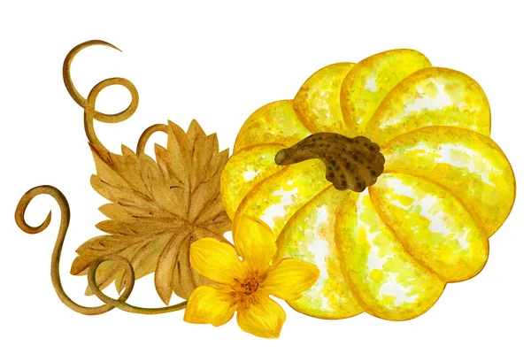 Sarı kabaklı suluboya kompozisyon, çiçekler ve yapraklar. Beyaz arka planda elle boyanmış suluboya resimleme. Balkabağı hasat mevsimi. Sonbahar tatili Şükran Günü ve Cadılar Bayramı