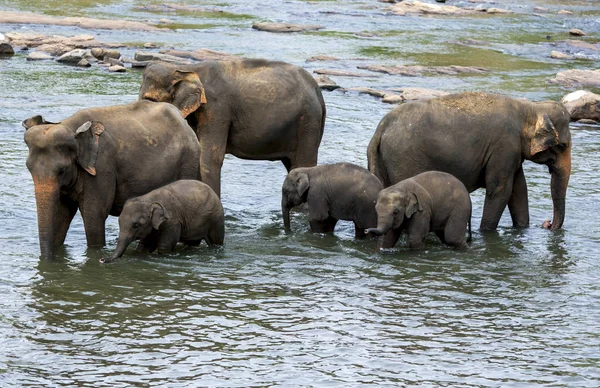 Elephants from the Pinnawala Elephant Orphanage bathe in the Maha Oya River in central Sri Lanka. Twice daily the elephants walk from the orphanage to bathe in the river.