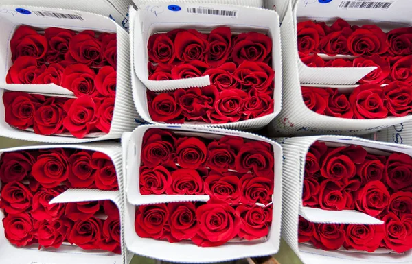 Red roses at Cayambe in Ecuador packed ready for worldwide export. The major market for these roses is the USA.