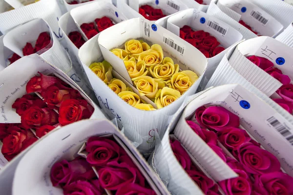 Roses at a factory in Ecuador packed ready for worldwide export. The major market for these roses is the USA.