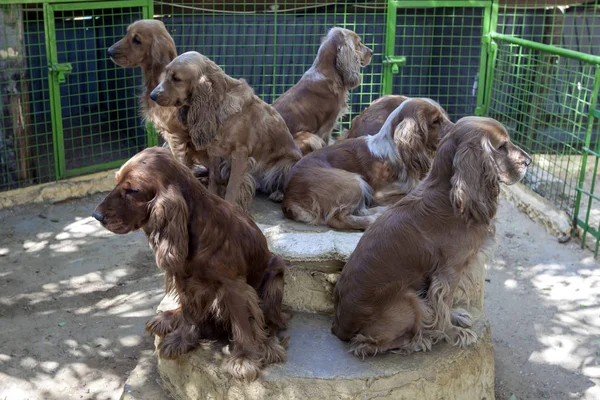 A pack of Cocker Spaniel dogs wait for someone to give them a new home at a animal sanctuary on the highway from Alexandria to Cairo in Egypt.
