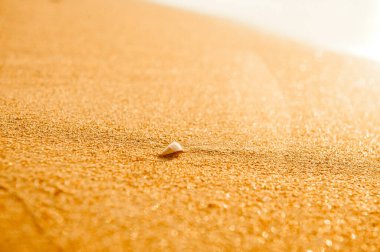 Gün batımında deniz kenarında deniz kabuğu.