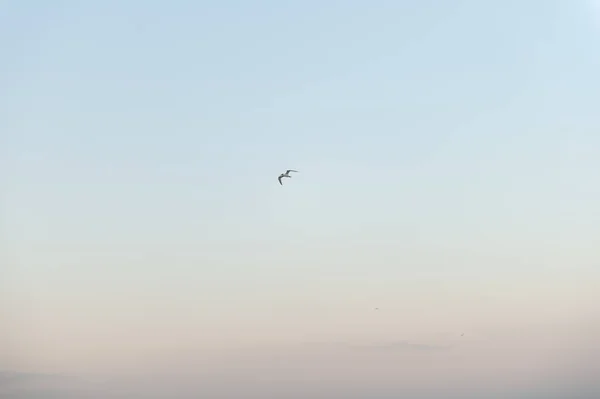 Eine Möwe schwebt in den blauen Himmel — Stockfoto