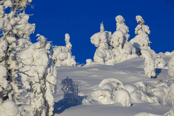 Brillante Día Soleado Bosque Invierno Los Árboles Cubiertos Nieve Cambio —  Fotos de Stock