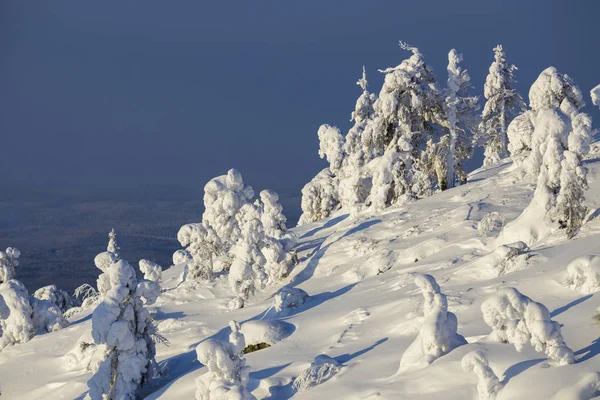 Bright Sunny Day Winter Forest Trees Covered Snow Climate Change — Stock Photo, Image