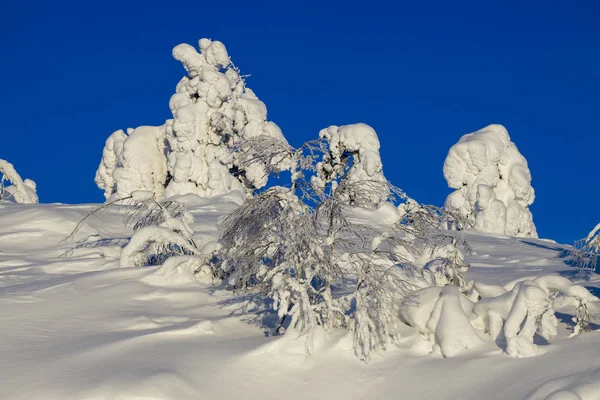 Brillante Día Soleado Bosque Invierno Los Árboles Cubiertos Nieve Cambio —  Fotos de Stock