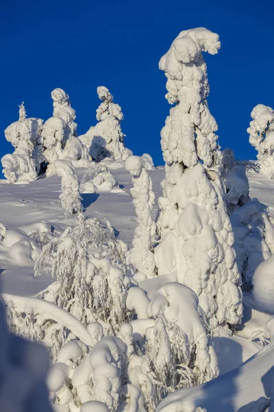 Dia Ensolarado Brilhante Floresta Inverno Árvores Cobertas Neve Alterações Climáticas — Fotografia de Stock