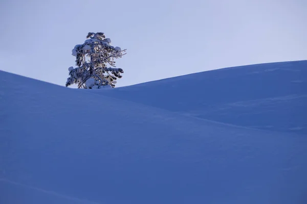 Bright Sunny Day Winter Forest Trees Covered Snow Climate Change — Stock Photo, Image