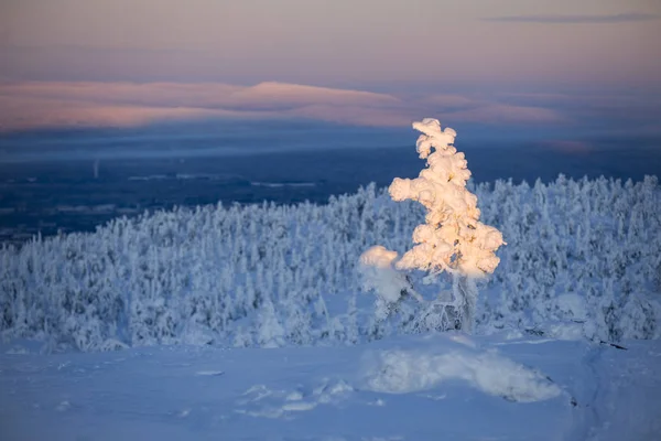 Dia Ensolarado Brilhante Floresta Inverno Árvores Cobertas Neve Alterações Climáticas — Fotografia de Stock