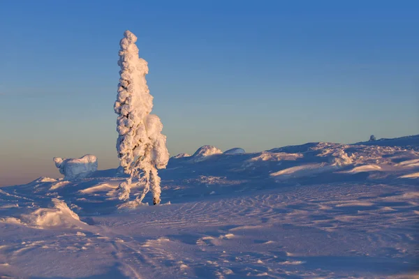 Solig Dag Skogen Vinter Träden Täckt Snö Klimatförändringarna Och Den — Stockfoto