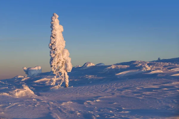 Bright Sunny Day Winter Forest Trees Covered Snow Climate Change — Stock Photo, Image