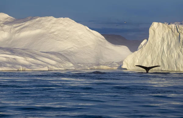Alam Dan Pemandangan Zona Kutub Planet Travel Pada Kapal Ilmiah — Stok Foto