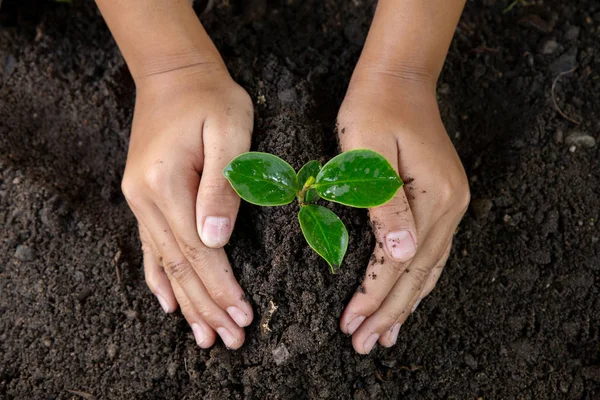 Mulher mão plantar árvore jovem em preto soil.close up.world envi — Fotografia de Stock