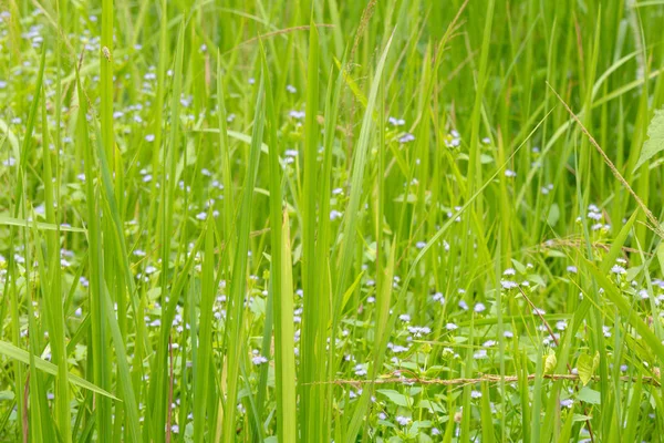 Grönt gräs med lila blommor — Stockfoto