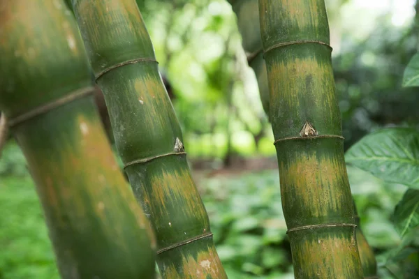 Floresta de bambu perto de troncos verdes — Fotografia de Stock