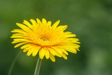 Yeşil arka plan üzerinde su damlaları ile güzel sarı çiçekler