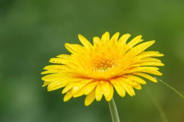 Yeşil arka plan üzerinde su damlaları ile güzel sarı çiçekler