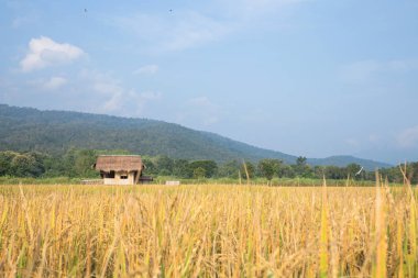 Dağlar ve mavi gökyüzü ile pirinç tarlaları.