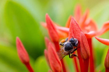Yeşil arka planlı çiçek polenleri üzerine bir arı.