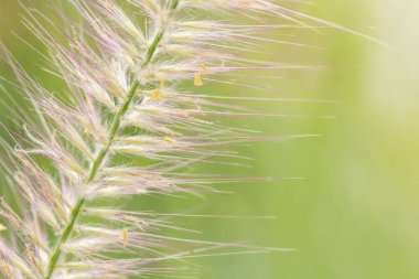 Güneşli tarlada kır çiçekleri ve bitkilerin yakın çekim.yumuşak odak