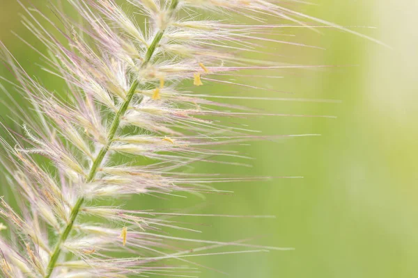 Güneşli tarlada kır çiçekleri ve bitkilerin yakın çekim.yumuşak odak