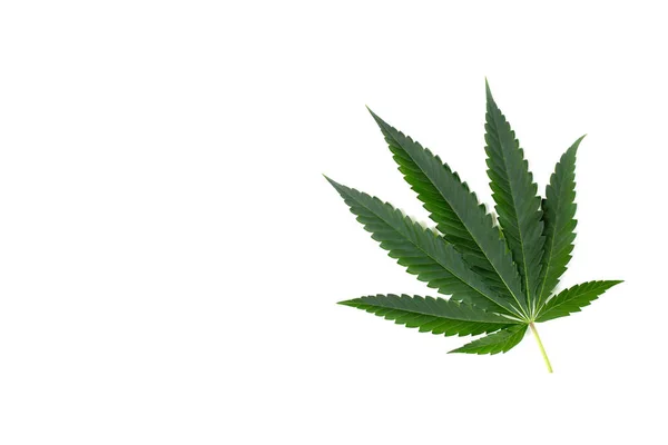 Marijuana Leaves Isolated White Background Cannabis Leaf — Stock Photo, Image