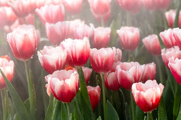 Tulips red with white a grade. Bright floral spring background with tulips. Copy space